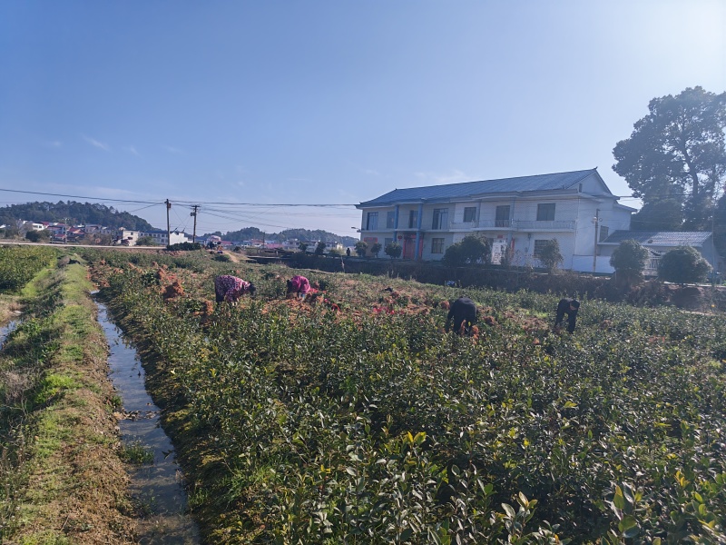 高产嫁接油茶苗油茶树苗