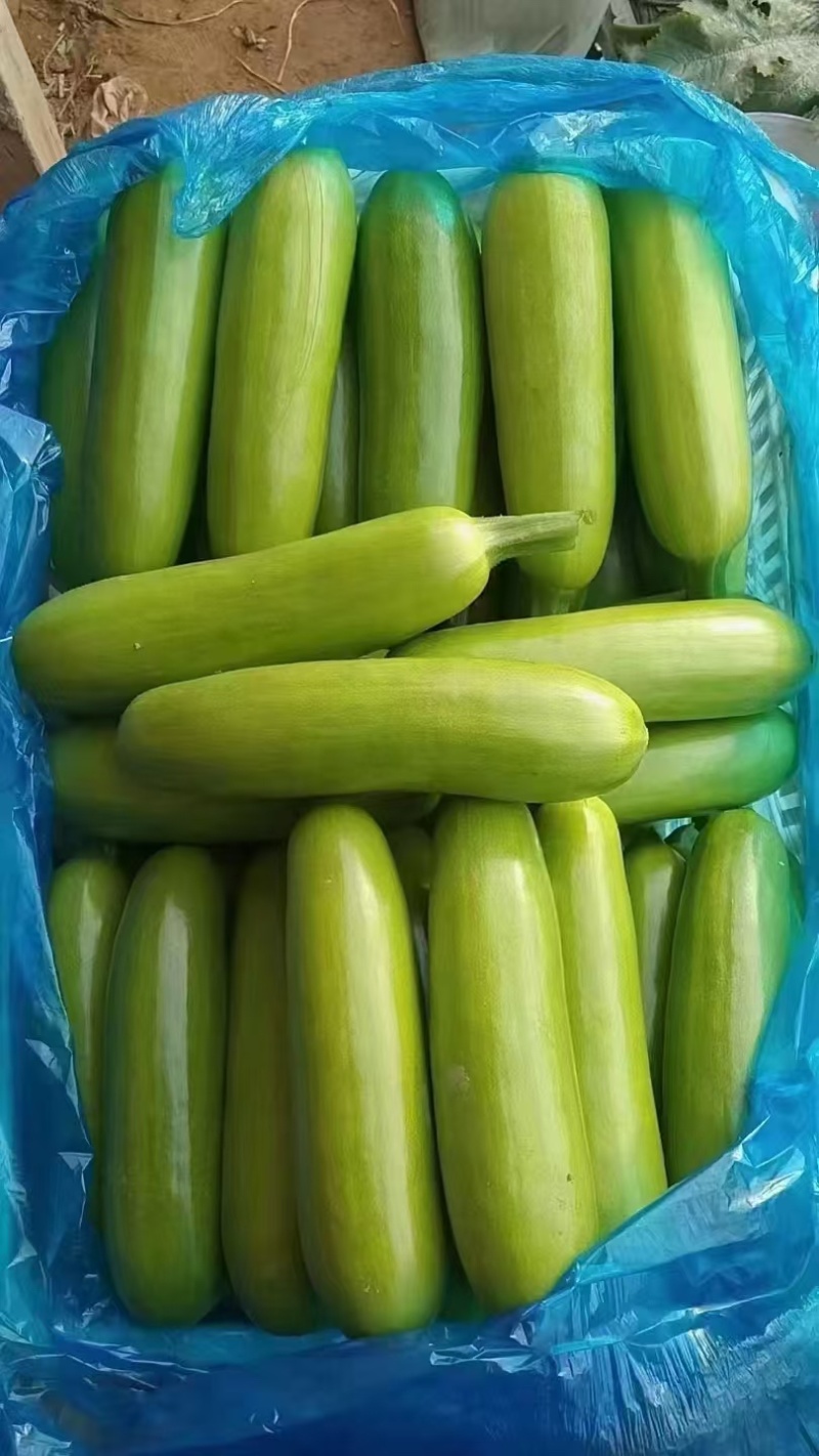 山东绿皮西葫芦油绿西葫芦，货源充足产地直发品质保证