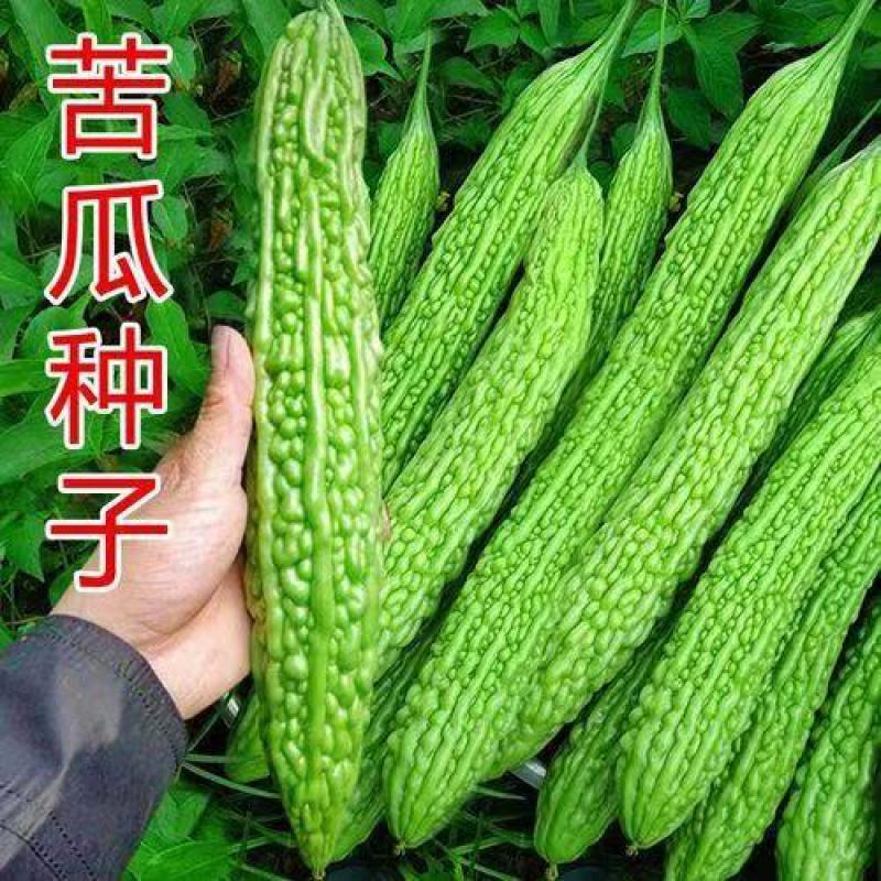 美国绿冠苦瓜种子亩产超万斤