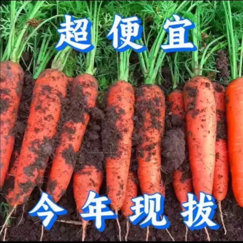 红胡萝卜