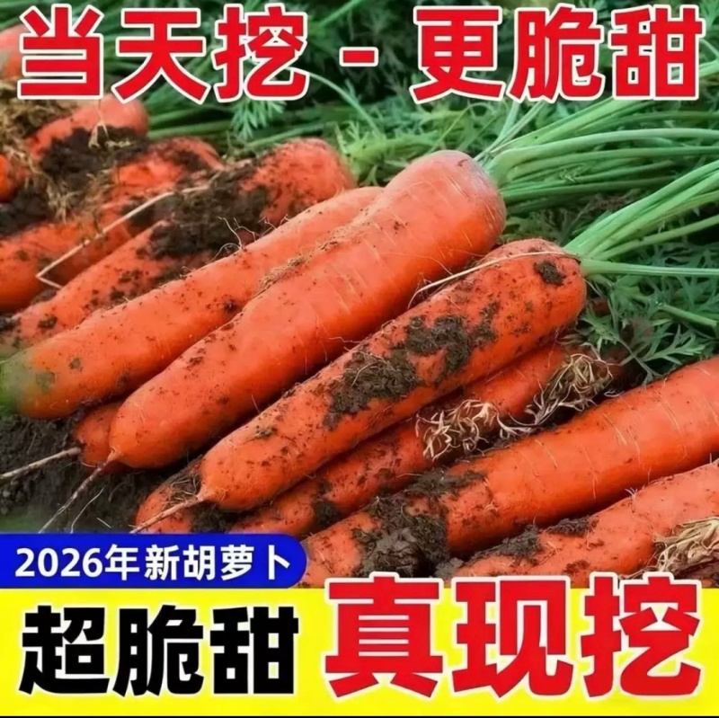 红胡萝卜