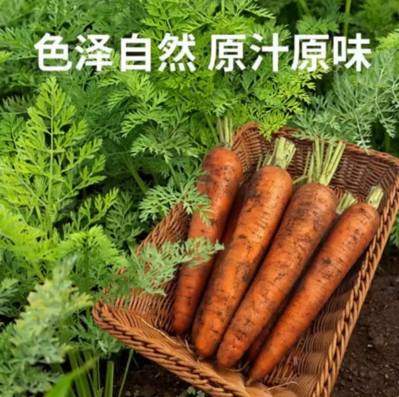 红胡萝卜