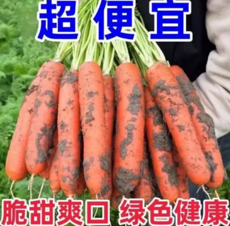 红胡萝卜