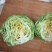 山东聊城中甘甘蓝包菜软包甘蓝规格齐全品质好对接全国