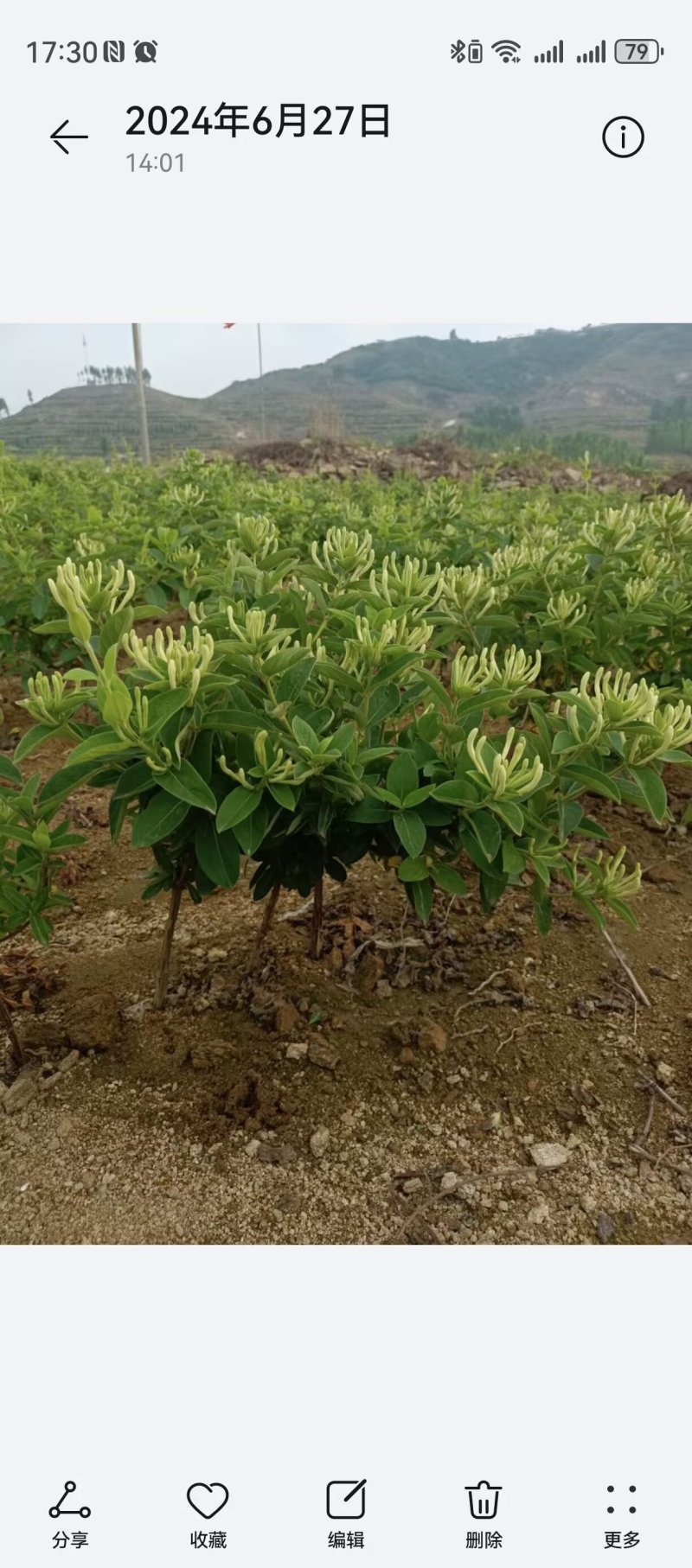 金银花营养杯苗，百花一号金银花