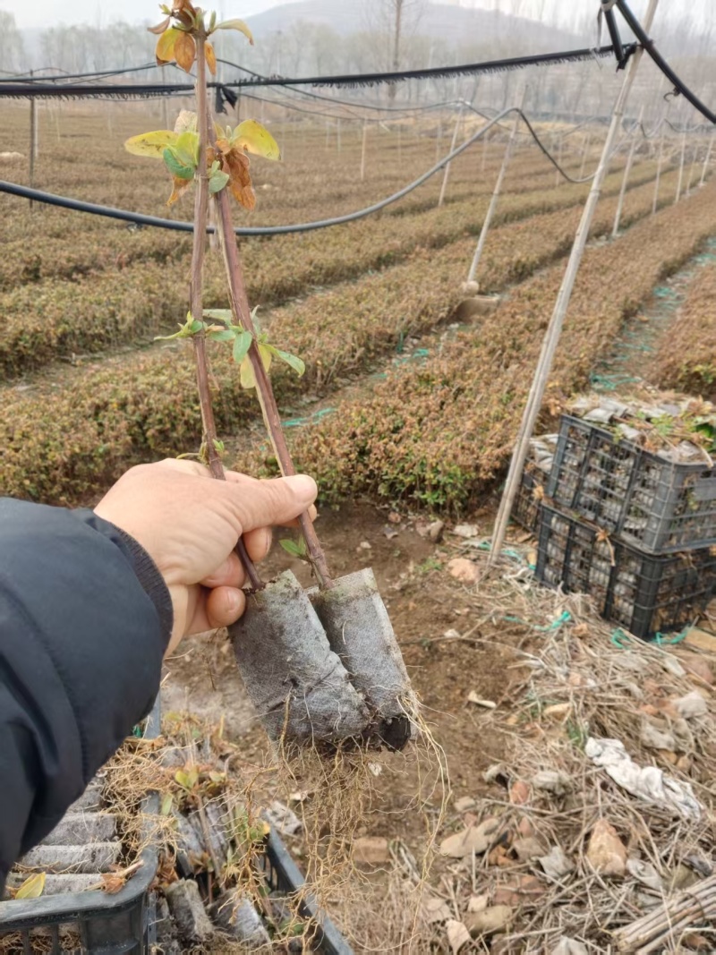 金银花营养杯苗，百花一号金银花