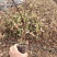 金银花营养杯苗，百花一号金银花