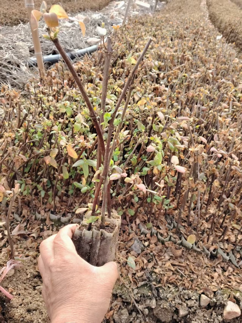 金银花营养杯苗，百花一号金银花