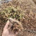 金银花营养杯苗，百花一号金银花