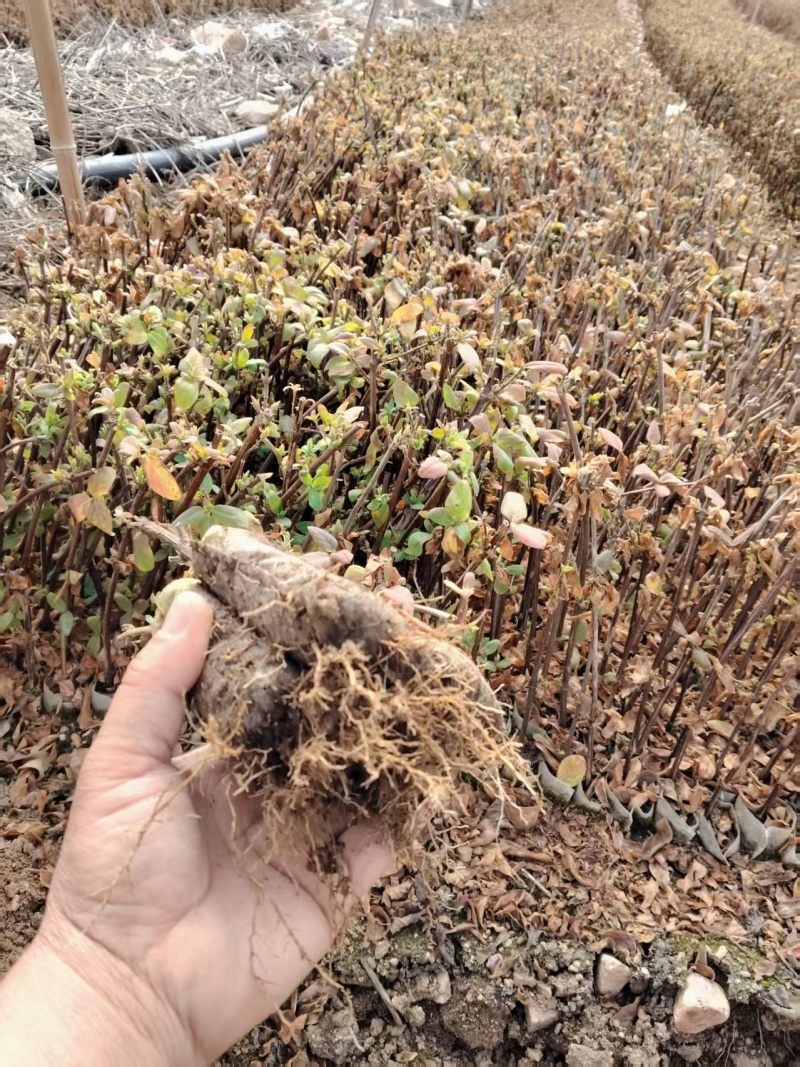 金银花营养杯苗，百花一号金银花