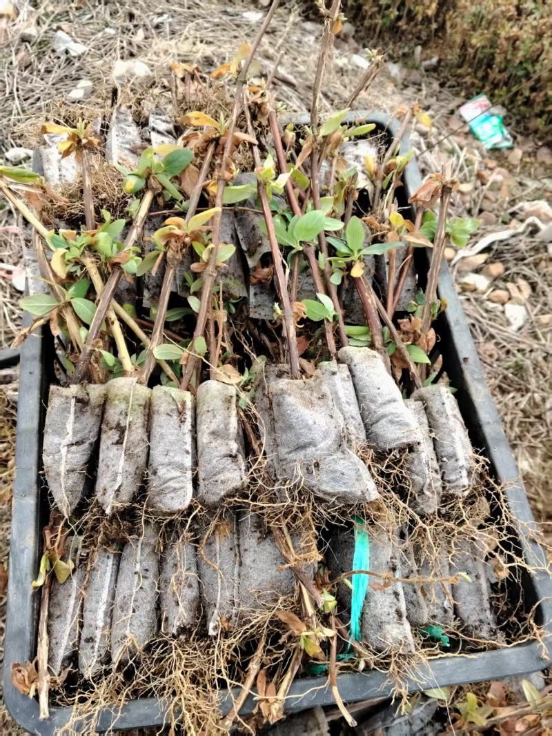 金银花营养杯苗，百花一号金银花