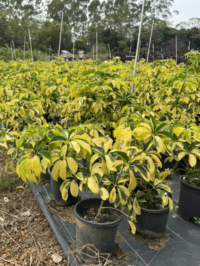 花叶鸭脚木