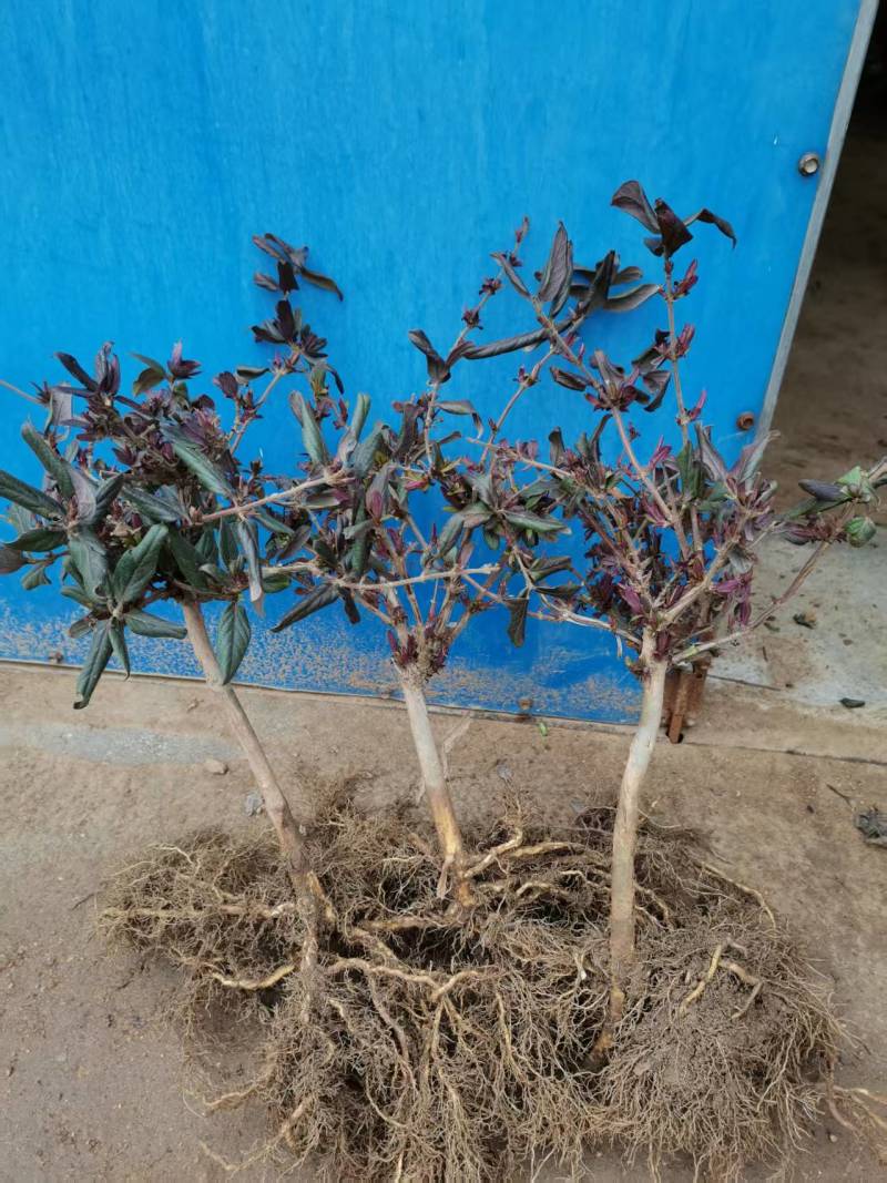 红金银花苗，五彩金银花盆苗，