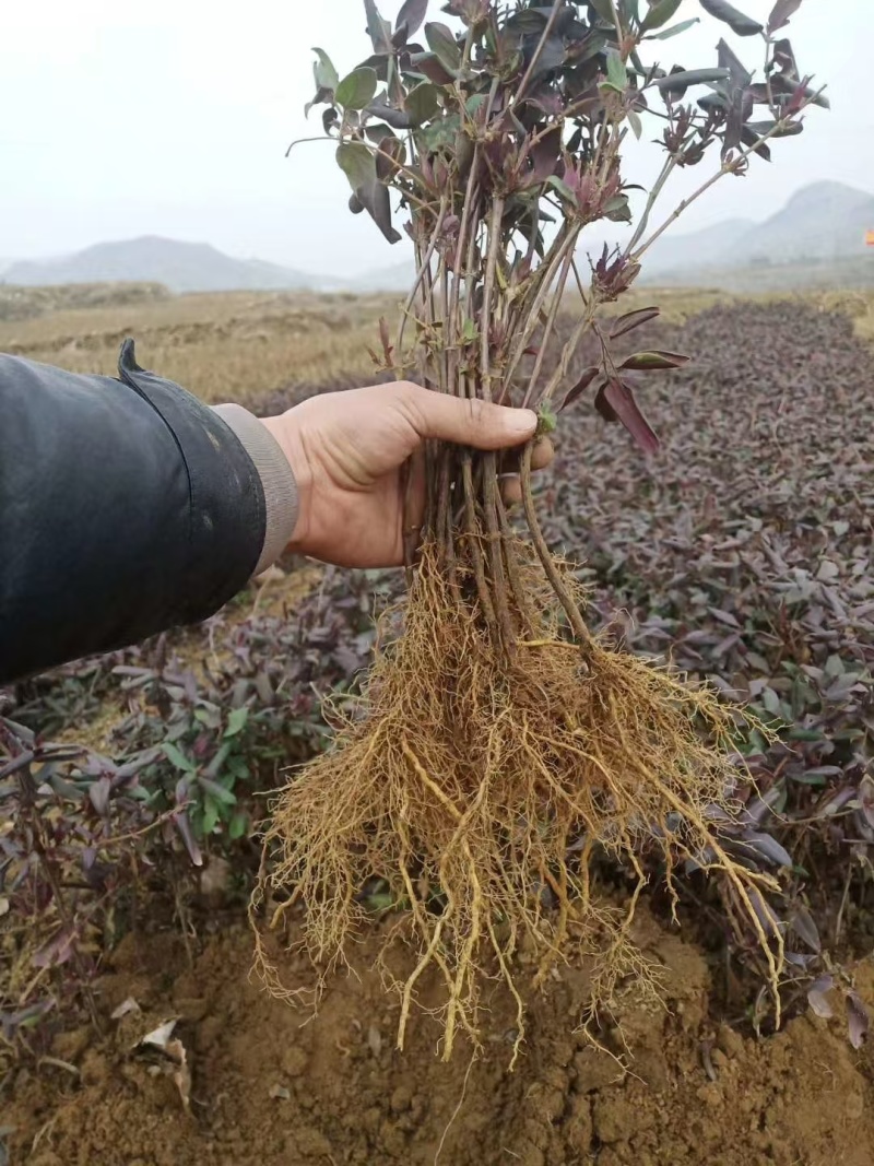 红金银花苗，五彩金银花盆苗，