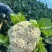 精品花菜🥦大量上市……需要的老板可联系！