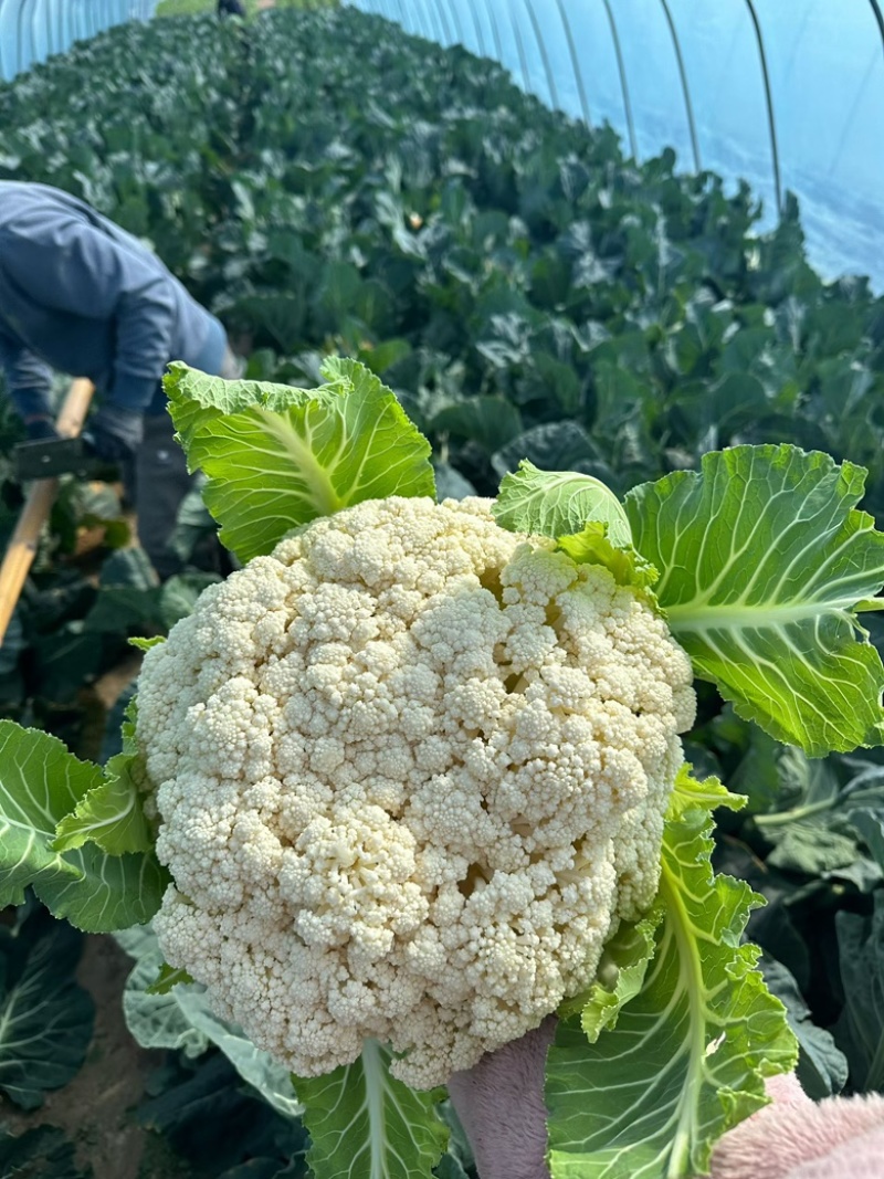 精品花菜🥦大量上市……需要的老板可联系！