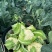 精品花菜🥦大量上市……需要的老板可联系！