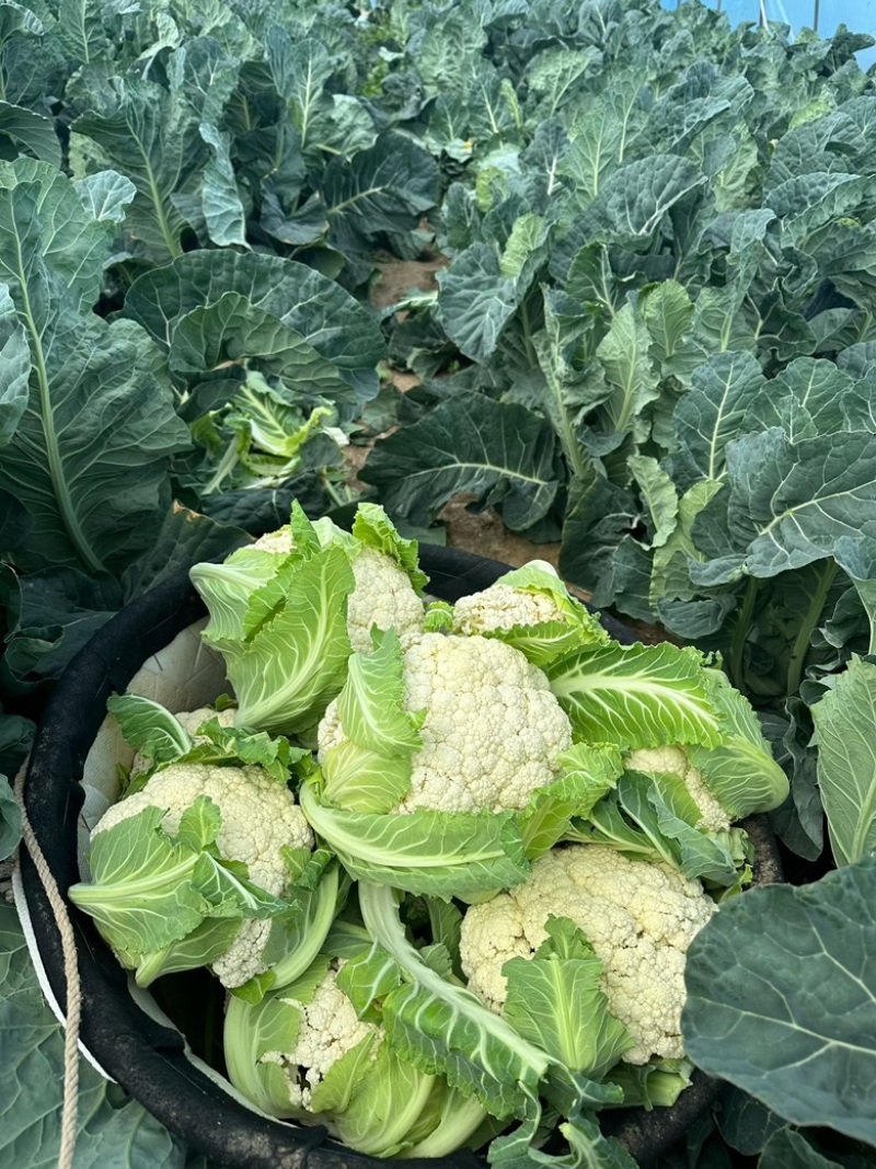 精品花菜🥦大量上市……需要的老板可联系！