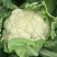 精品花菜🥦大量上市……需要的老板可联系！
