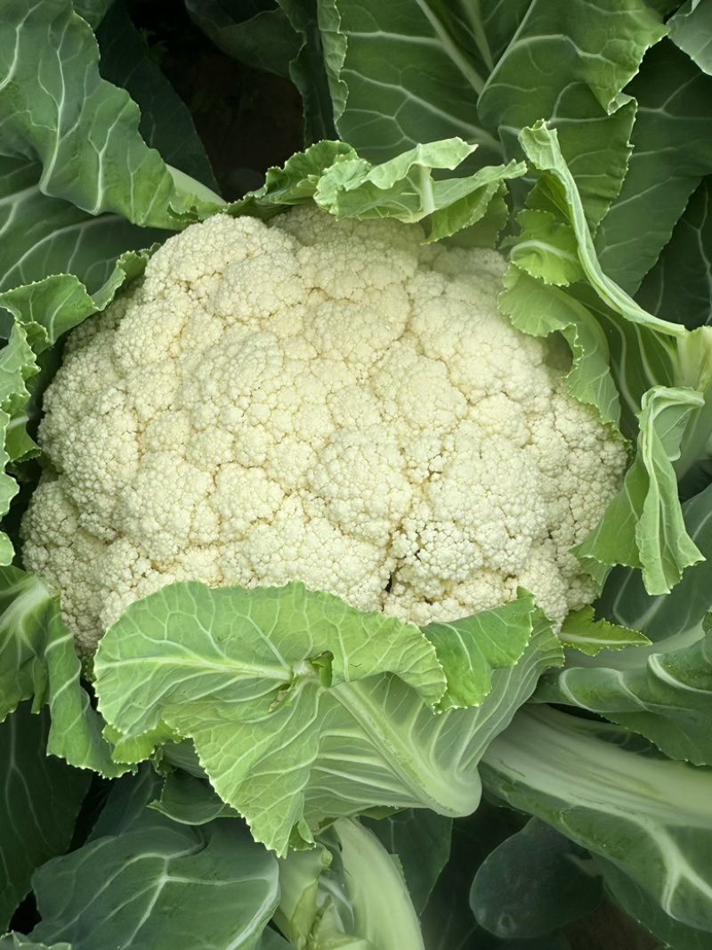 精品花菜🥦大量上市……需要的老板可联系！