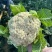 精品花菜🥦大量上市……需要的老板可联系！