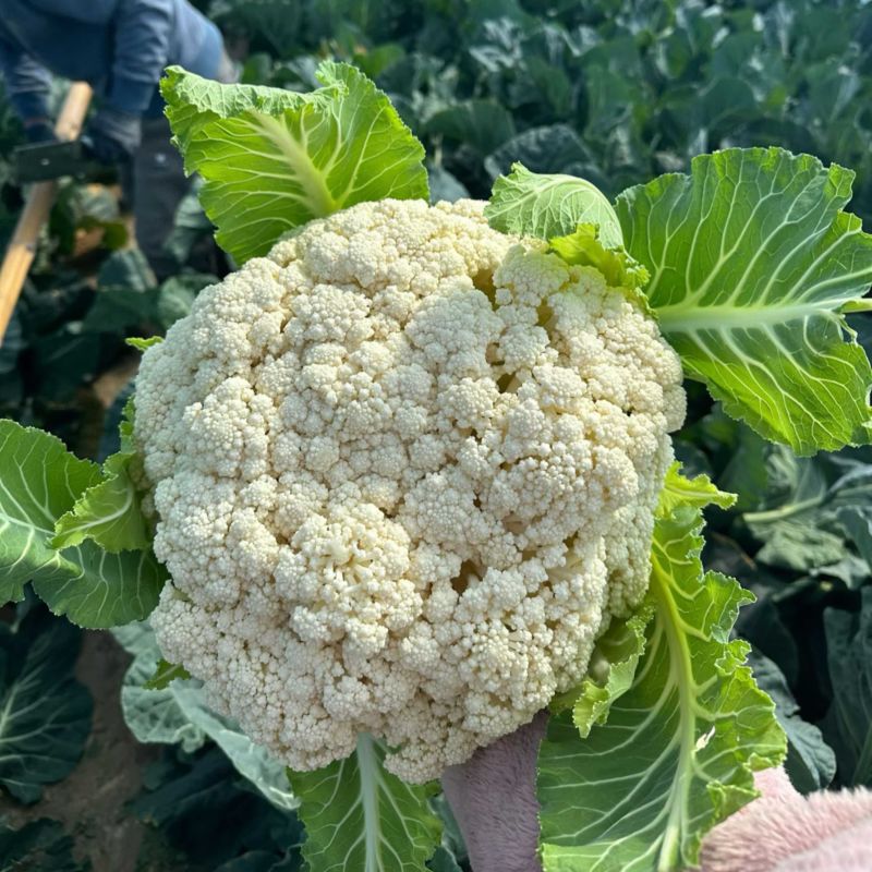 精品花菜🥦大量上市……需要的老板可联系！