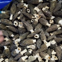 b特级羊肚菌5-7-10，精选好货，精品高货，库存充足