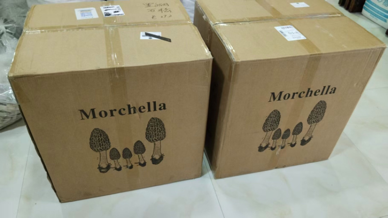 b特级羊肚菌5-7-10，精选好货，精品高货，库存充足