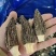 b特级羊肚菌5-7-10,精选好货,精品高货,库存充足