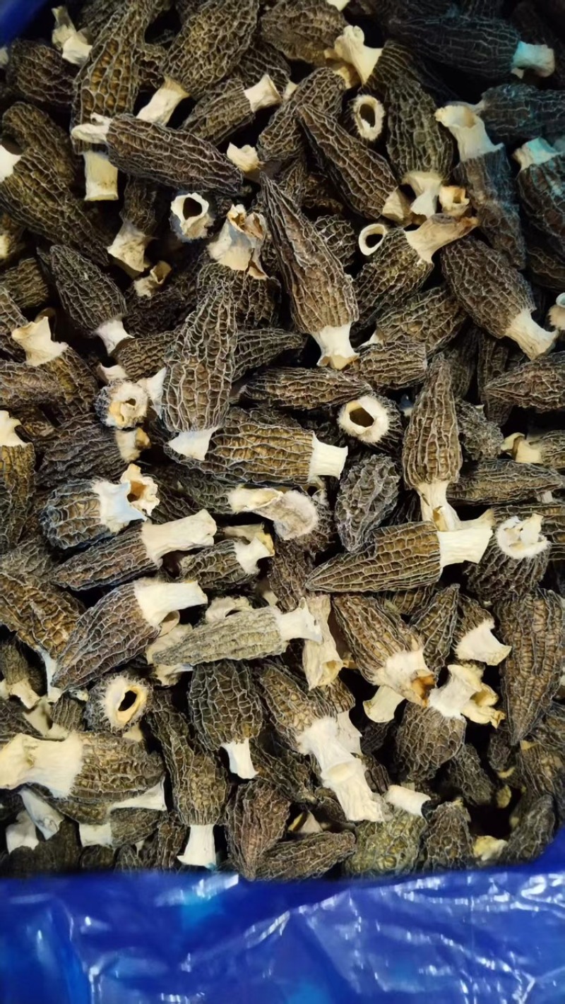 b特级羊肚菌5-7-10，精选好货，精品高货，库存充足