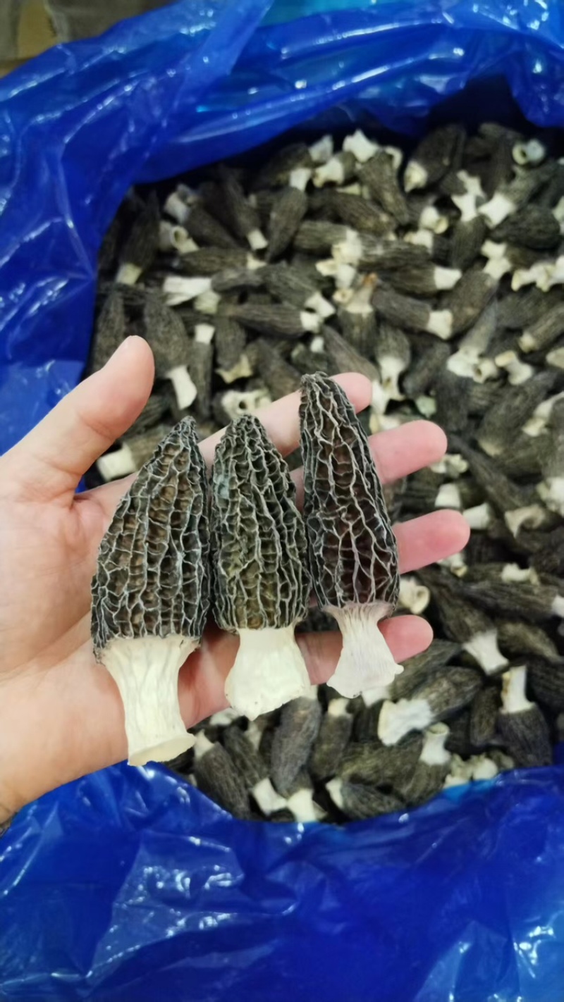 b特级羊肚菌5-7-10，精选好货，精品高货，库存充足
