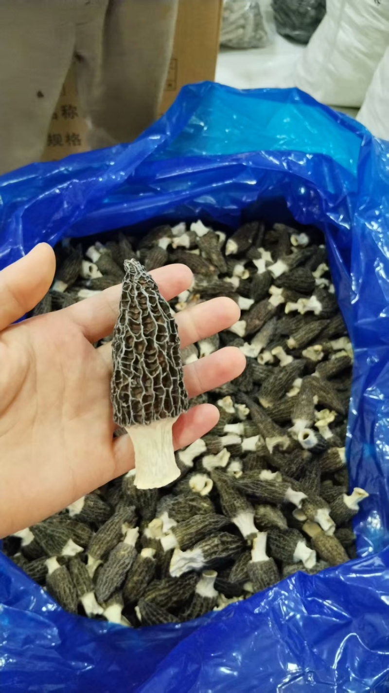 b特级羊肚菌5-7-10，精选好货，精品高货，库存充足