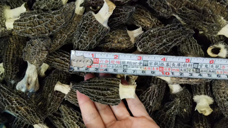 b特级羊肚菌5-7-10，精选好货，精品高货，库存充足