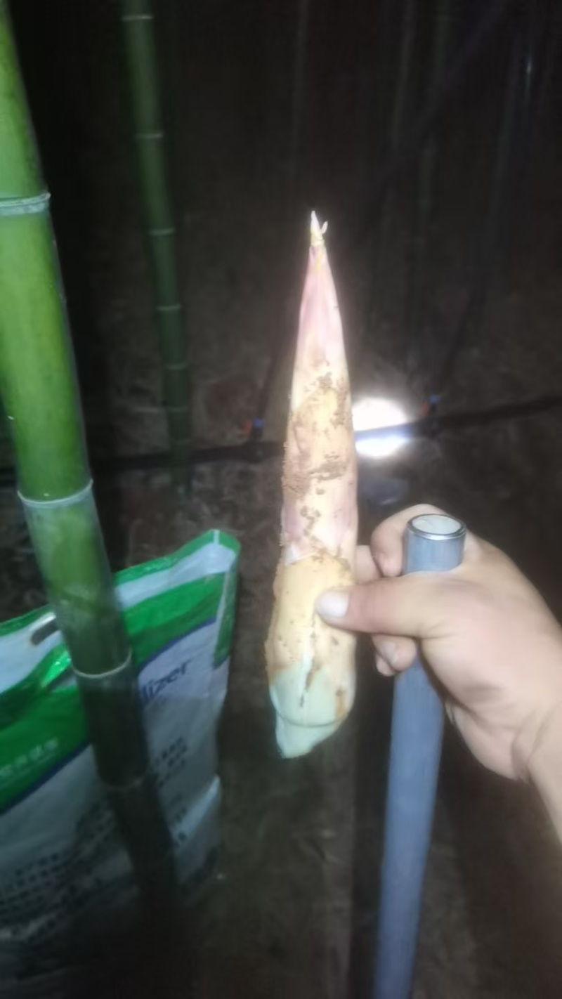 复合微生物肥料有机+无机+微生物三合一厂家直销质量有保障