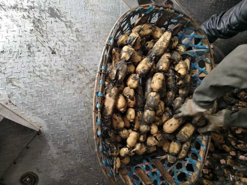 阜南精品货一手货源质量好，品质好