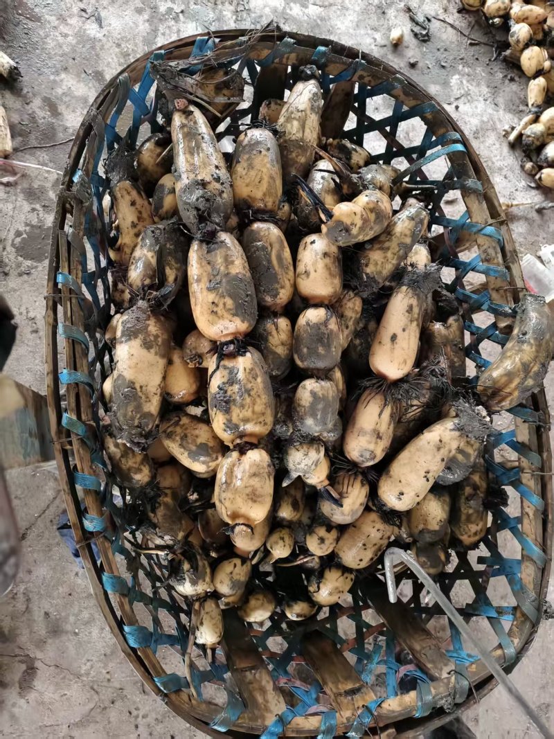 阜南精品货一手货源质量好，品质好