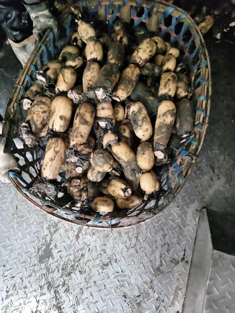 阜南精品货一手货源质量好，品质好