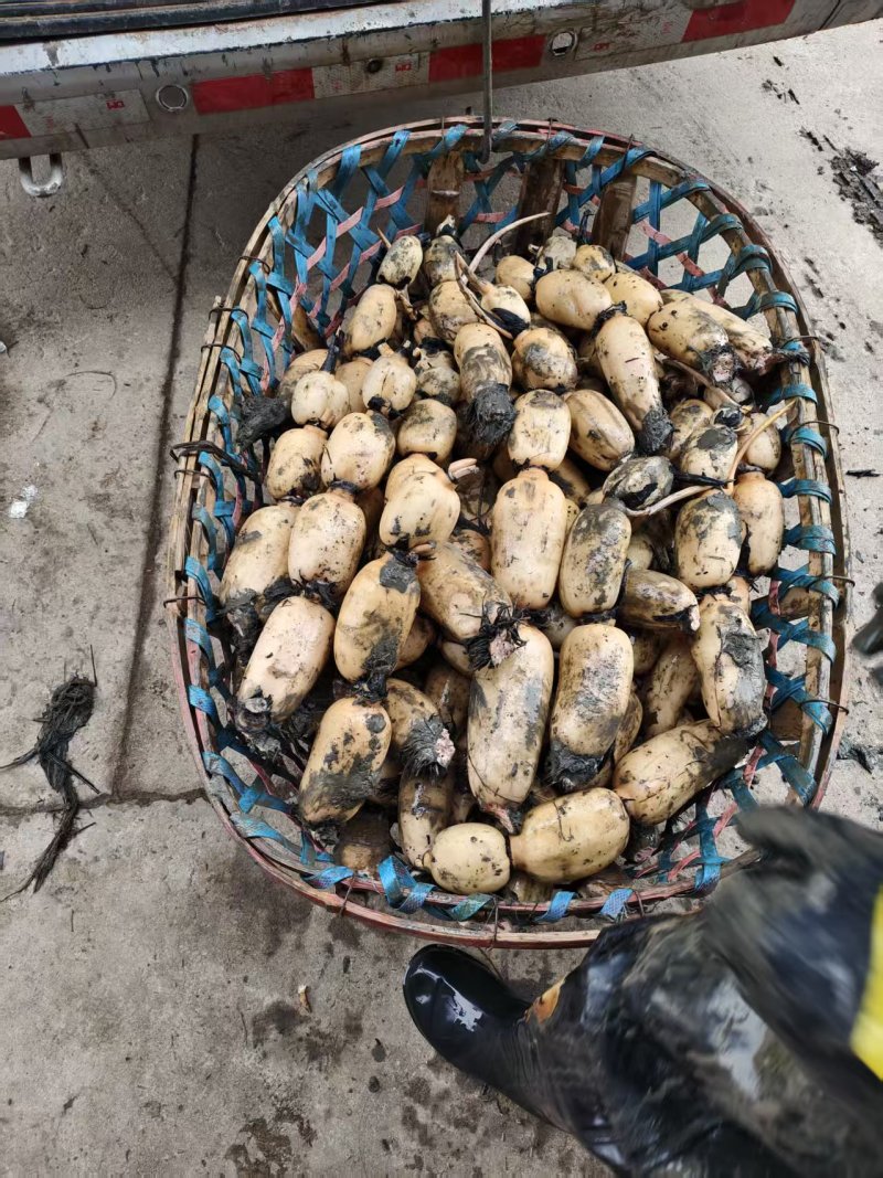 阜南精品货一手货源质量好，品质好