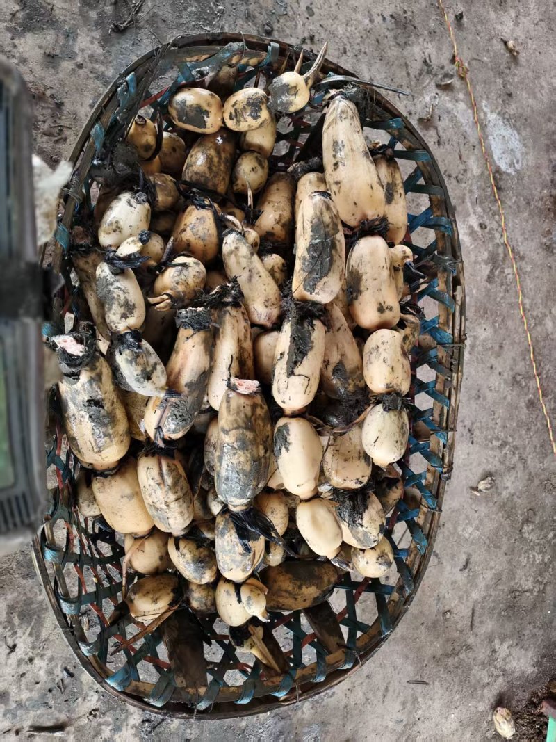 阜南精品货一手货源质量好，品质好