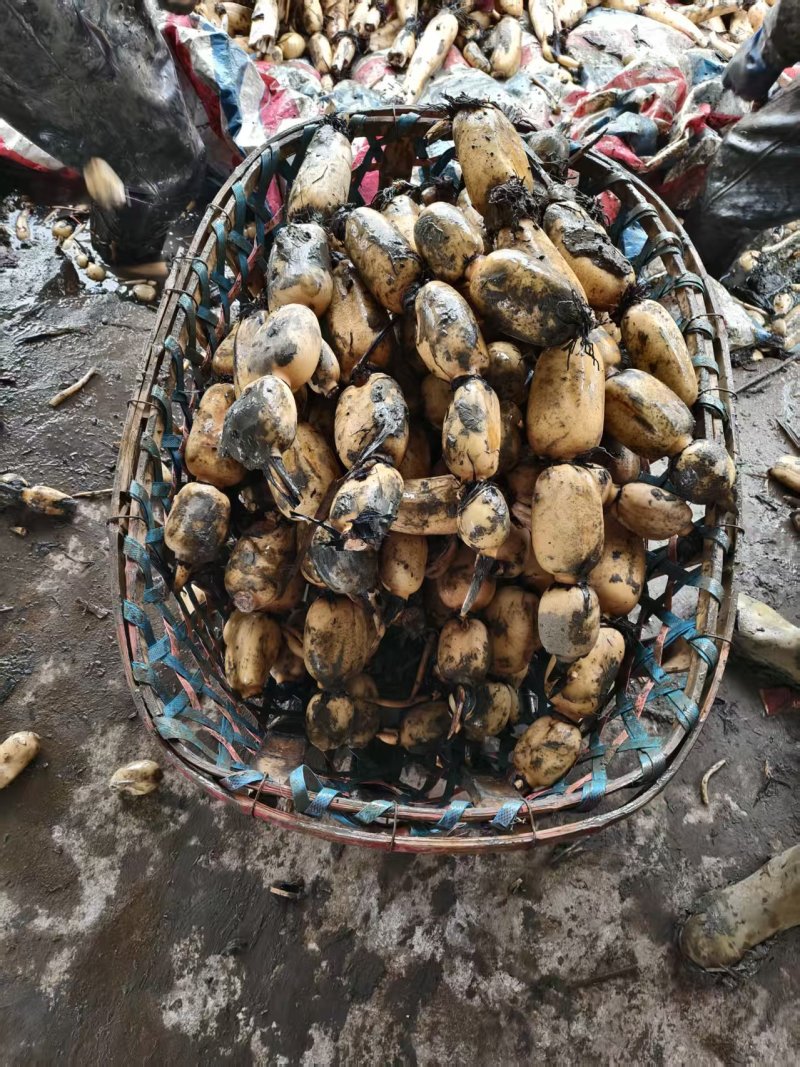 阜南精品货一手货源质量好，品质好
