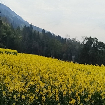 油菜籽
