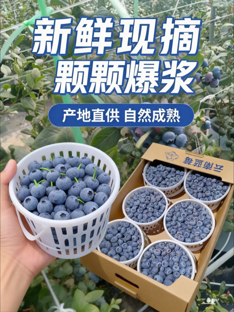 云南花香蓝莓L25