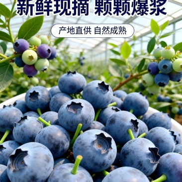 云南花香蓝莓L25