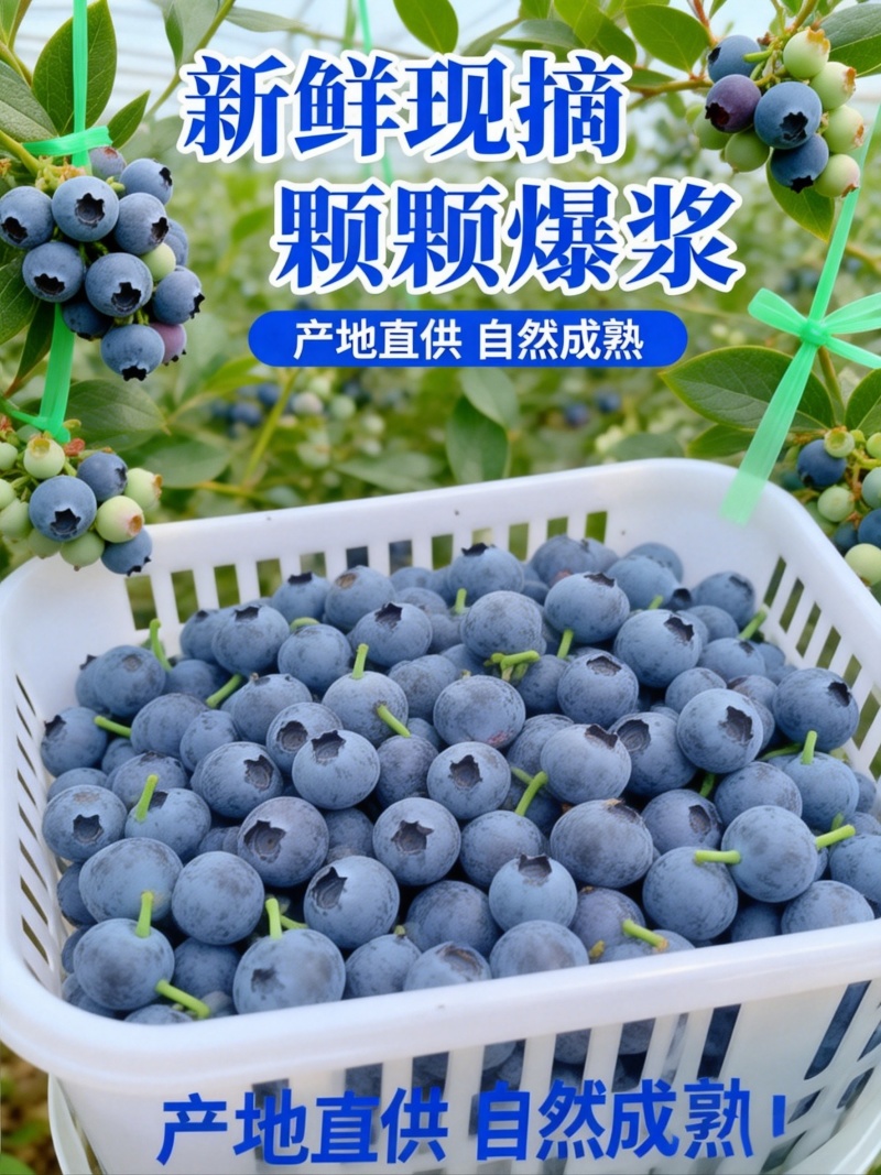 云南花香蓝莓L25