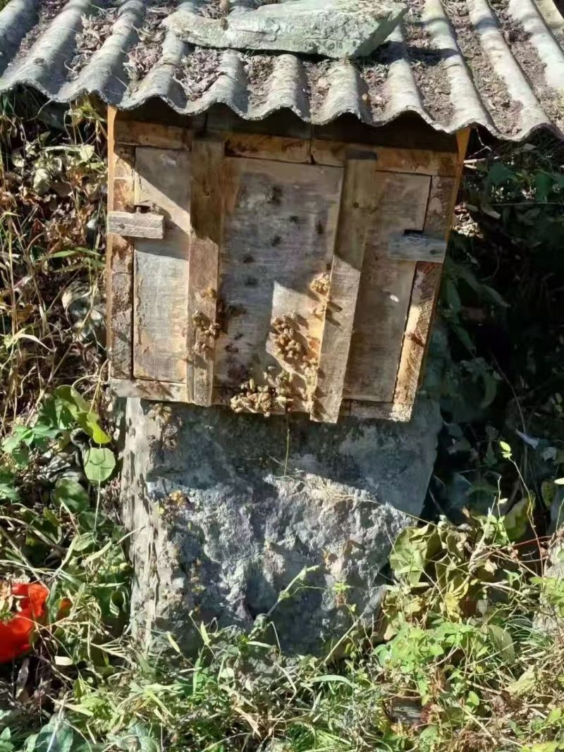 土蜂蜜【野生百花土蜂蜜】一件包邮支持视频看货量大从优