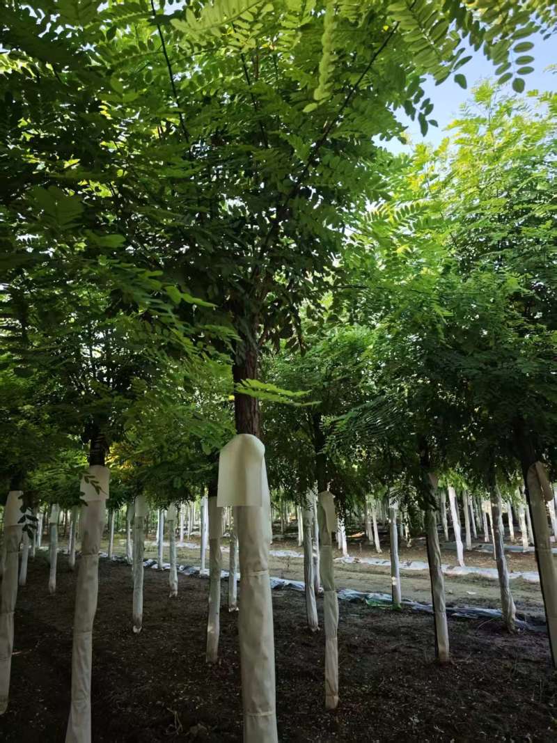 刺槐全国发货市政绿化工程苗木/可视频看货/诚信