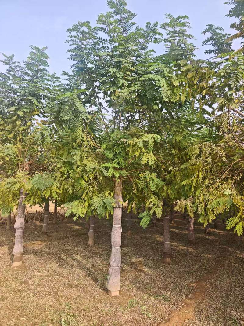 刺槐全国发货市政绿化工程苗木/可视频看货/诚信