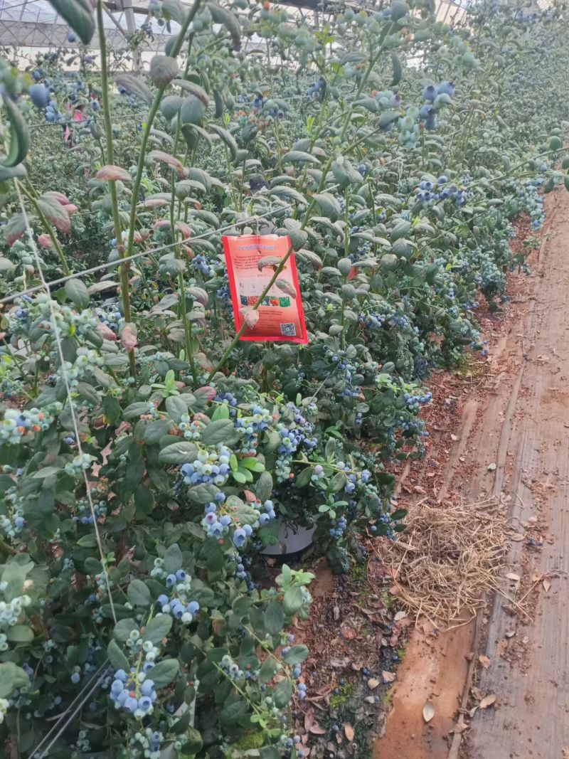 云南花香蓝莓L25