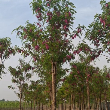 嫁接香花槐树/基地直发/价格可谈/全国发货/诚信经营