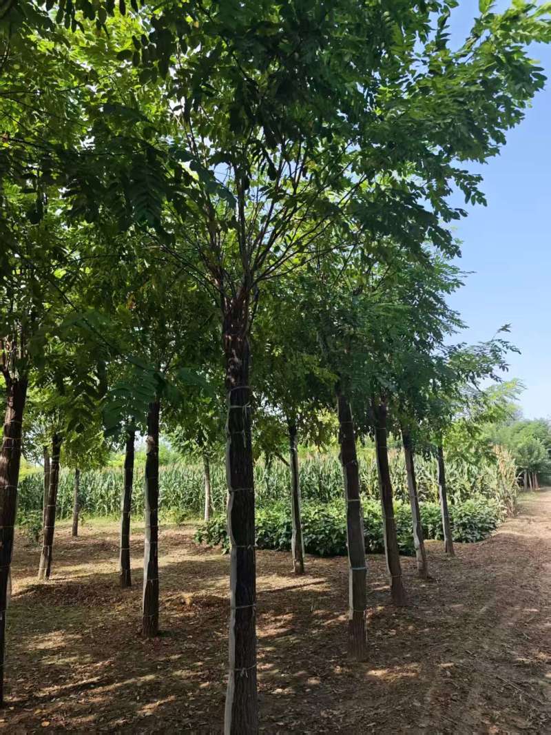 嫁接香花槐树/基地直发/价格可谈/全国发货/诚信经营